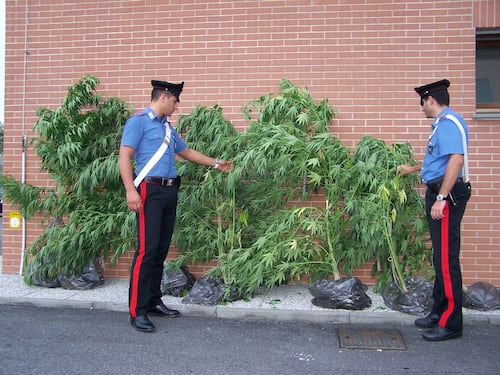 Cannabis, proposta del Pd: via libera a uso terapeutico e campi statali per coltivarla