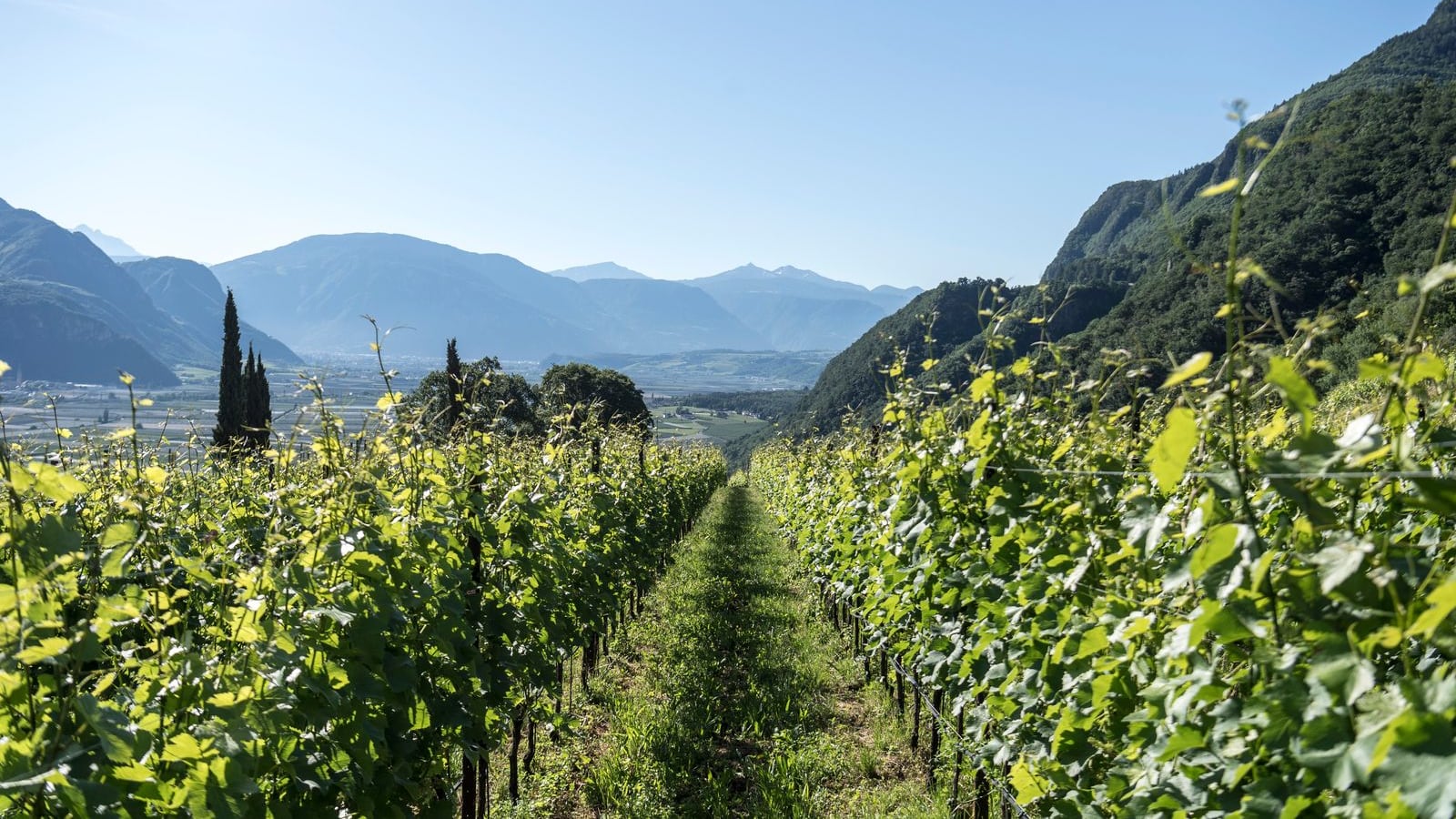 Al Vinitaly il meglio dell’Alto Adige