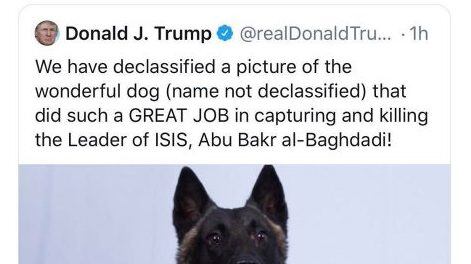 Conan, il cane soldato che ha catturato Al Baghdadi