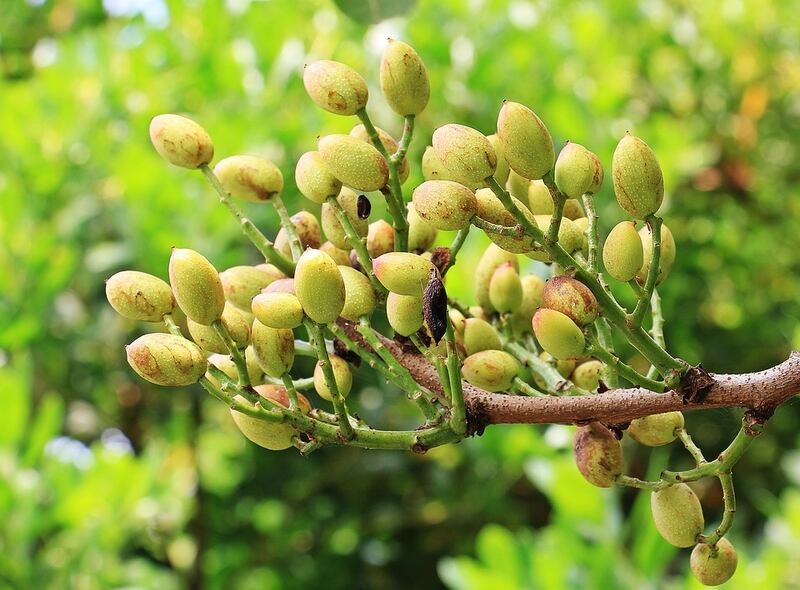 Pistacchi