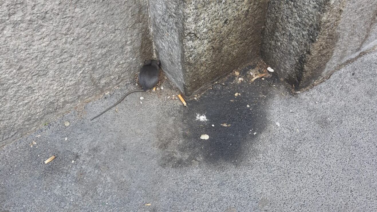 Benevento, ancora topi a scuola: tre casi in poche settimane