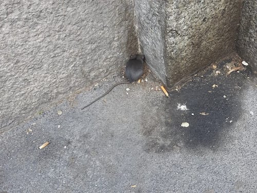 Benevento, ancora topi a scuola: tre casi in poche settimane