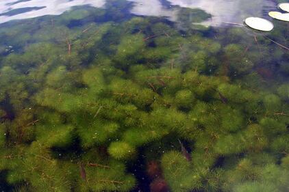 Le immagini delle specie aliene invasive 7