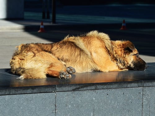 ProntoVet24: la nuova app per curare gli animali