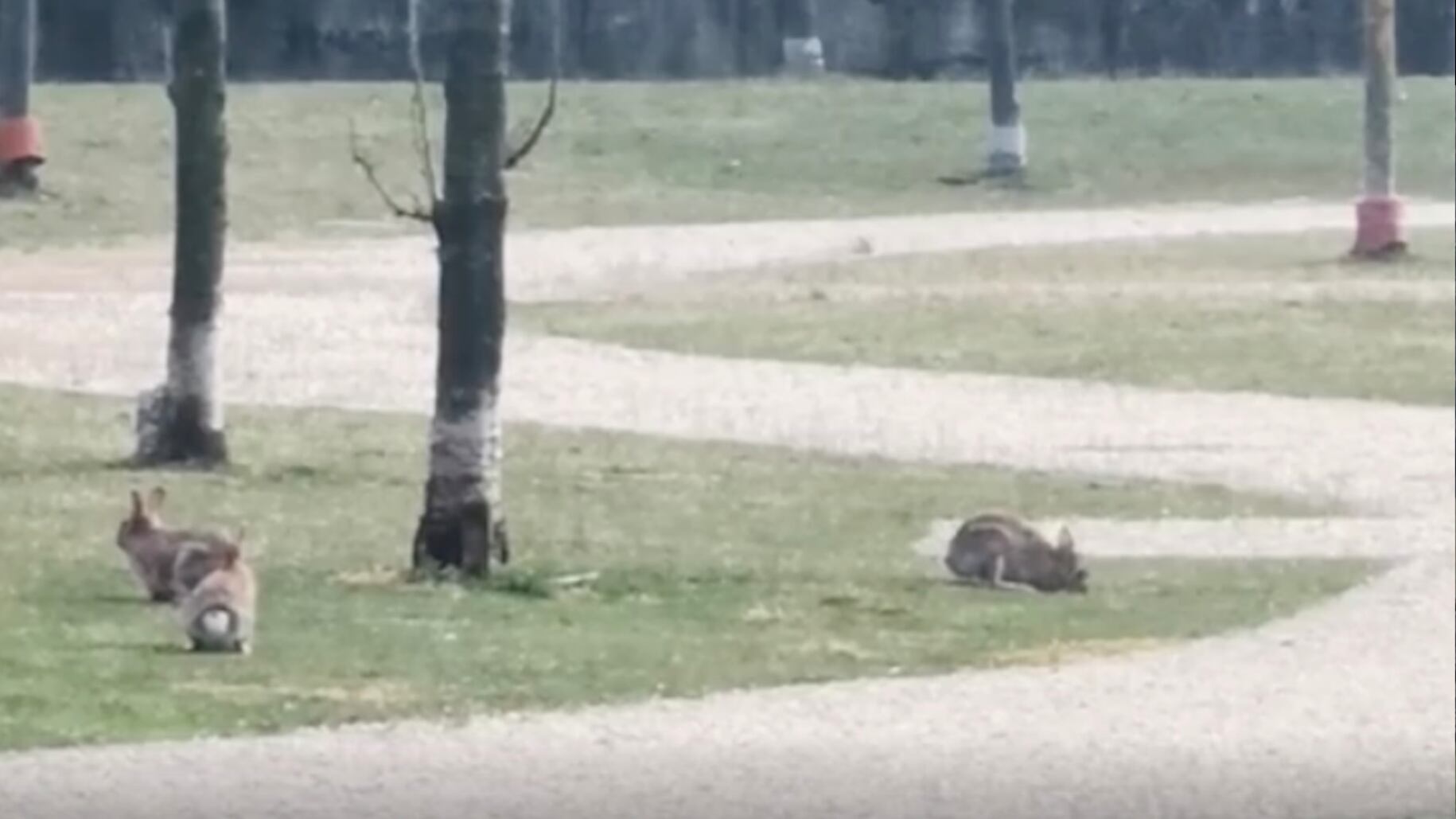 Ora gli animali selvatici invadono le città