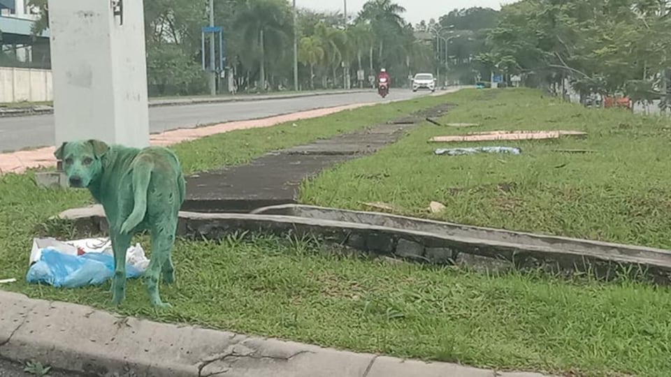 Imbrattano di vernice verde un cane randagio, i veterinari: "Intossicato, può morire"