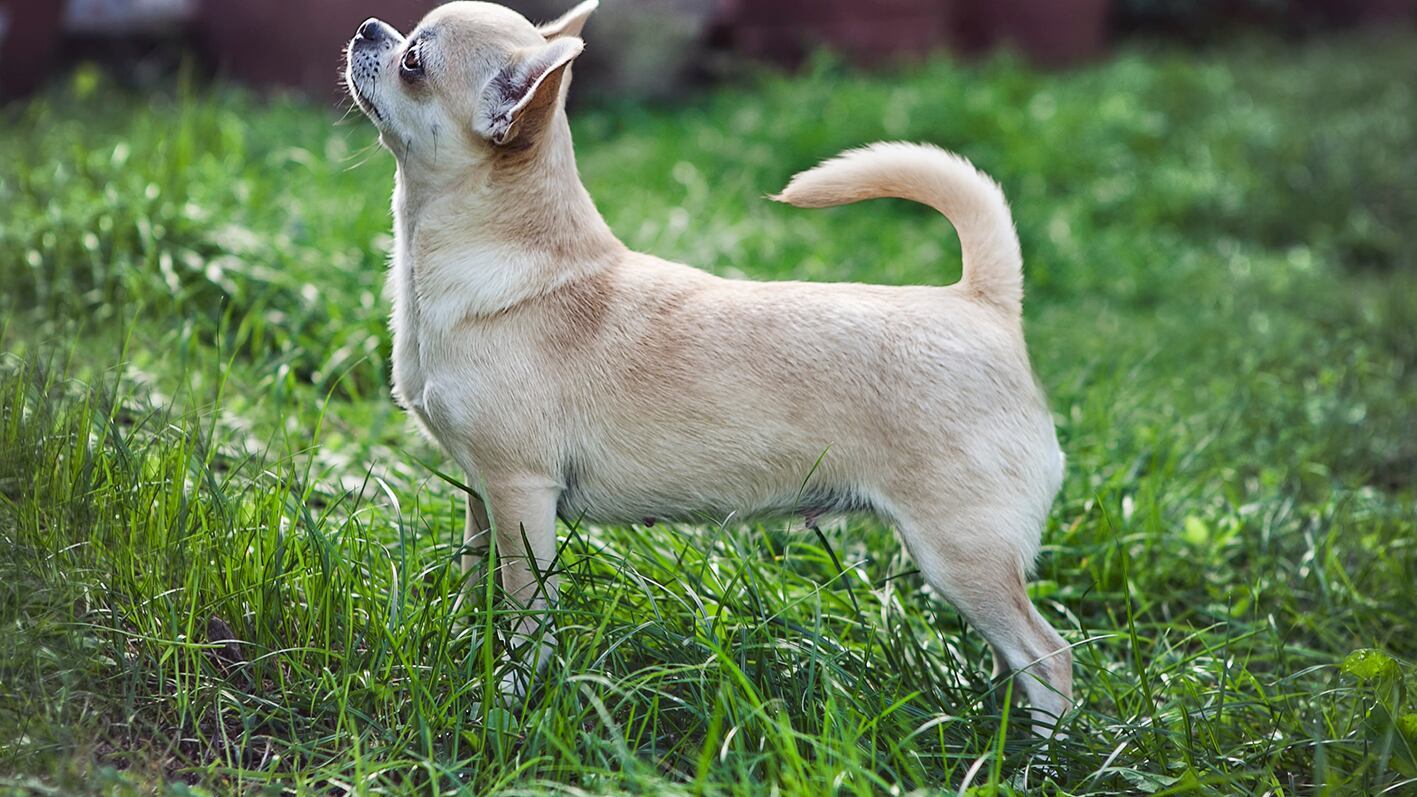 Trafficavano chihuahua dall'Europa dell'Est, denunciate due donne