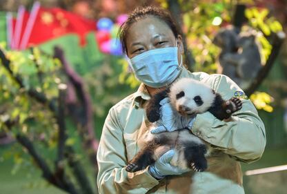 Il parco di Chimelong mette in mostra i panda 9