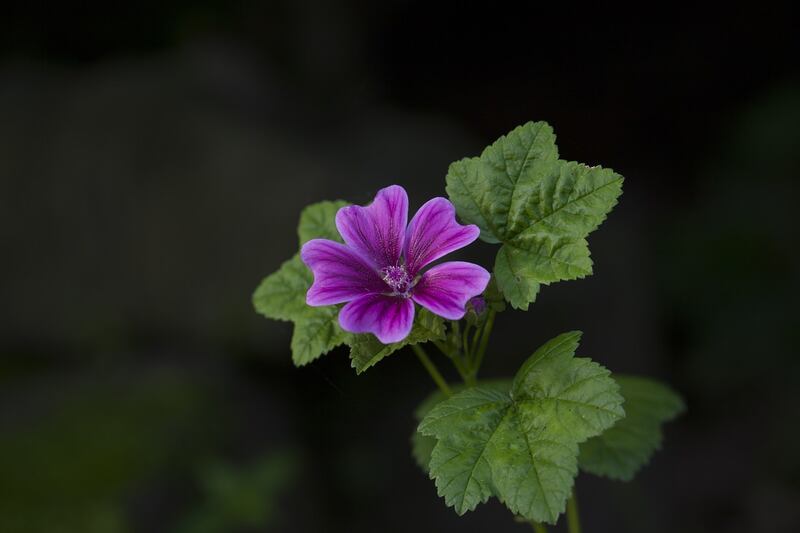Malva