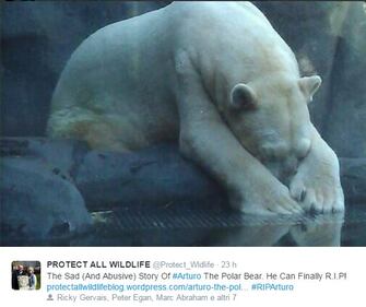Morto Arturo, l'orso più triste del mondo 6