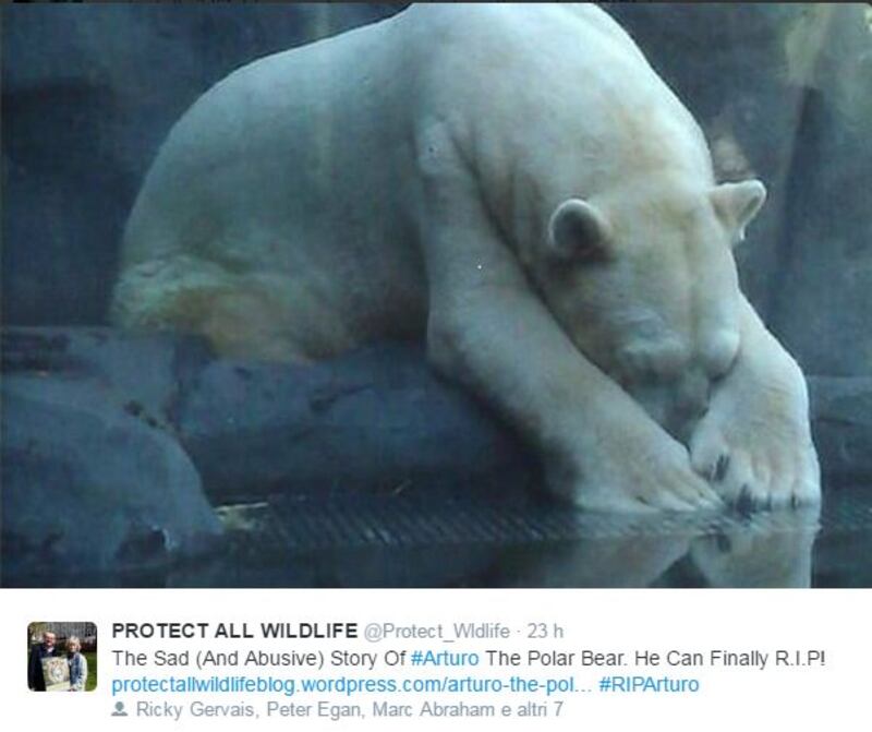 Morto Arturo, l'orso più triste del mondo 6