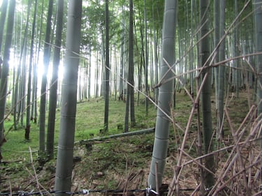 Arashiyama, il fascino invincibile della foresta di bambù 3