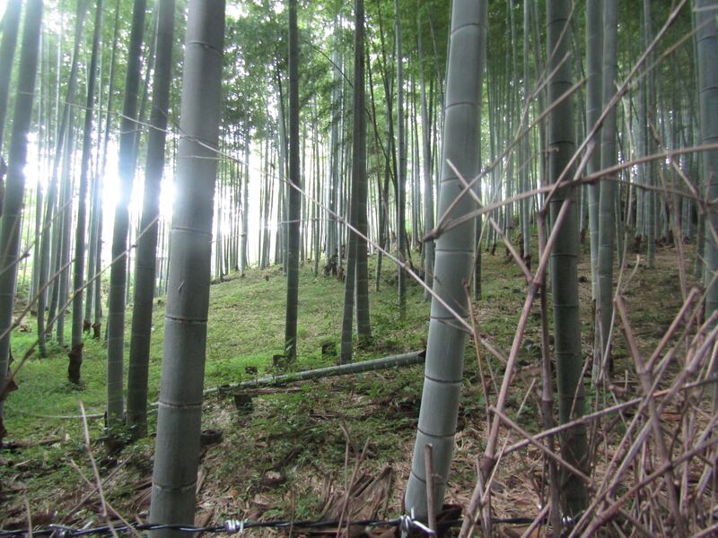 Arashiyama, il fascino invincibile della foresta di bambù 3