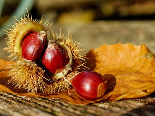 Castagne, tutti i benefici per il benessere autunnale