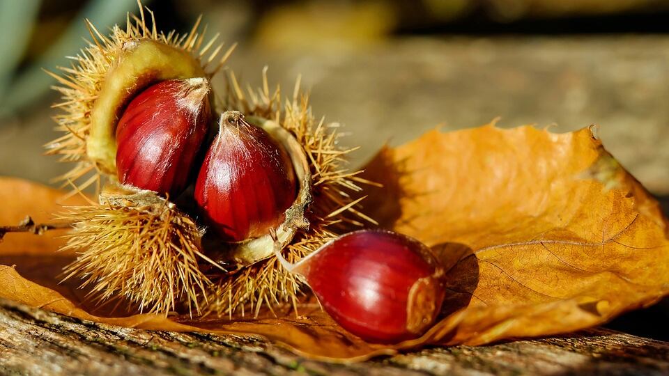 Castagne, tutti i benefici per il benessere autunnale