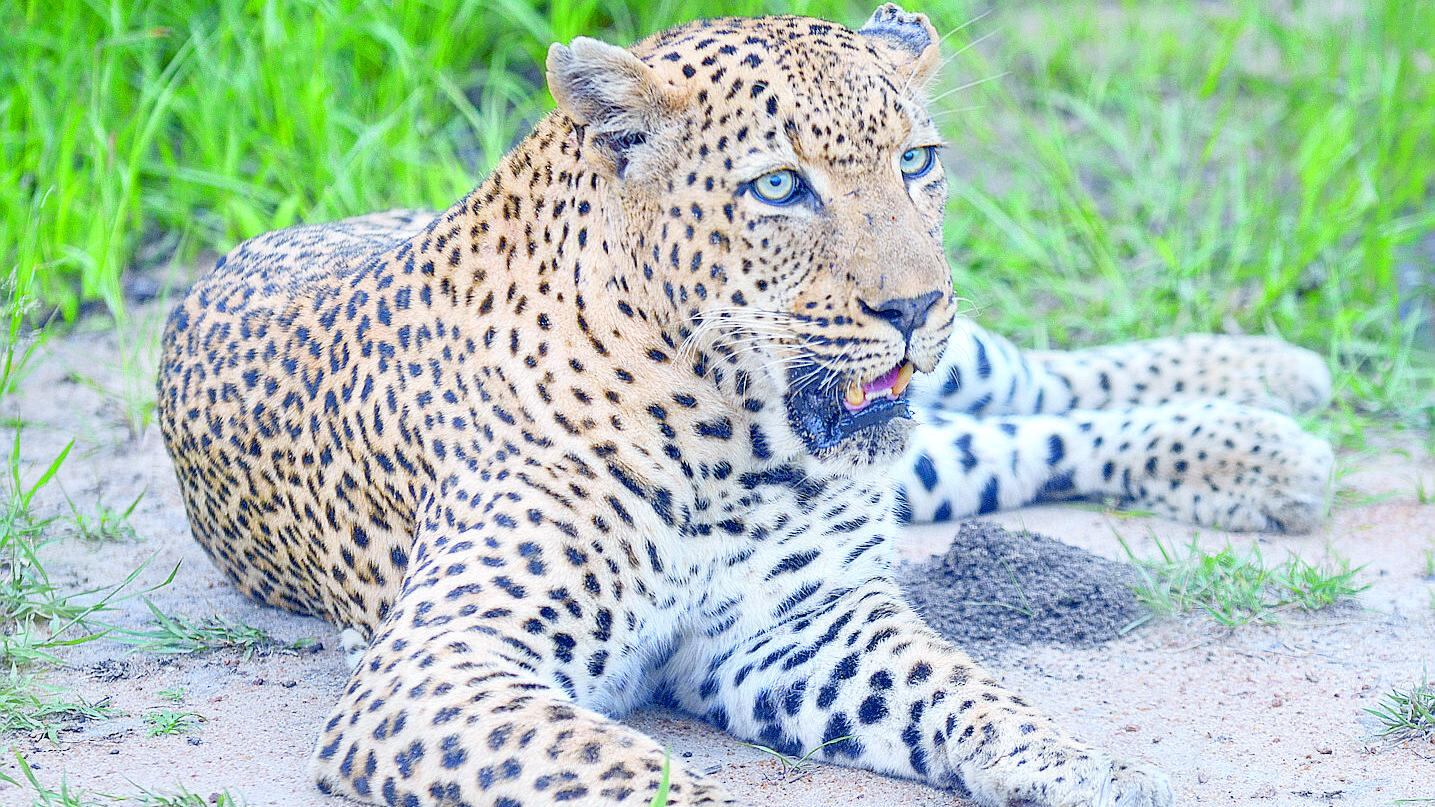 India, uccide leopardo quasi a mani nude