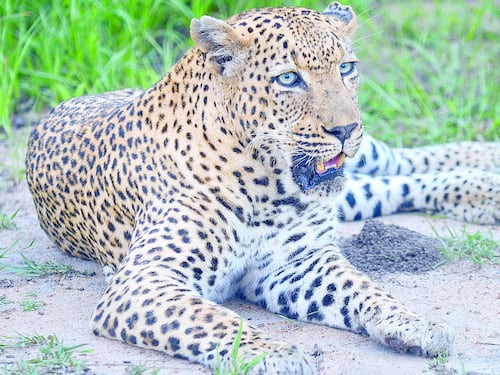 India, uccide leopardo quasi a mani nude