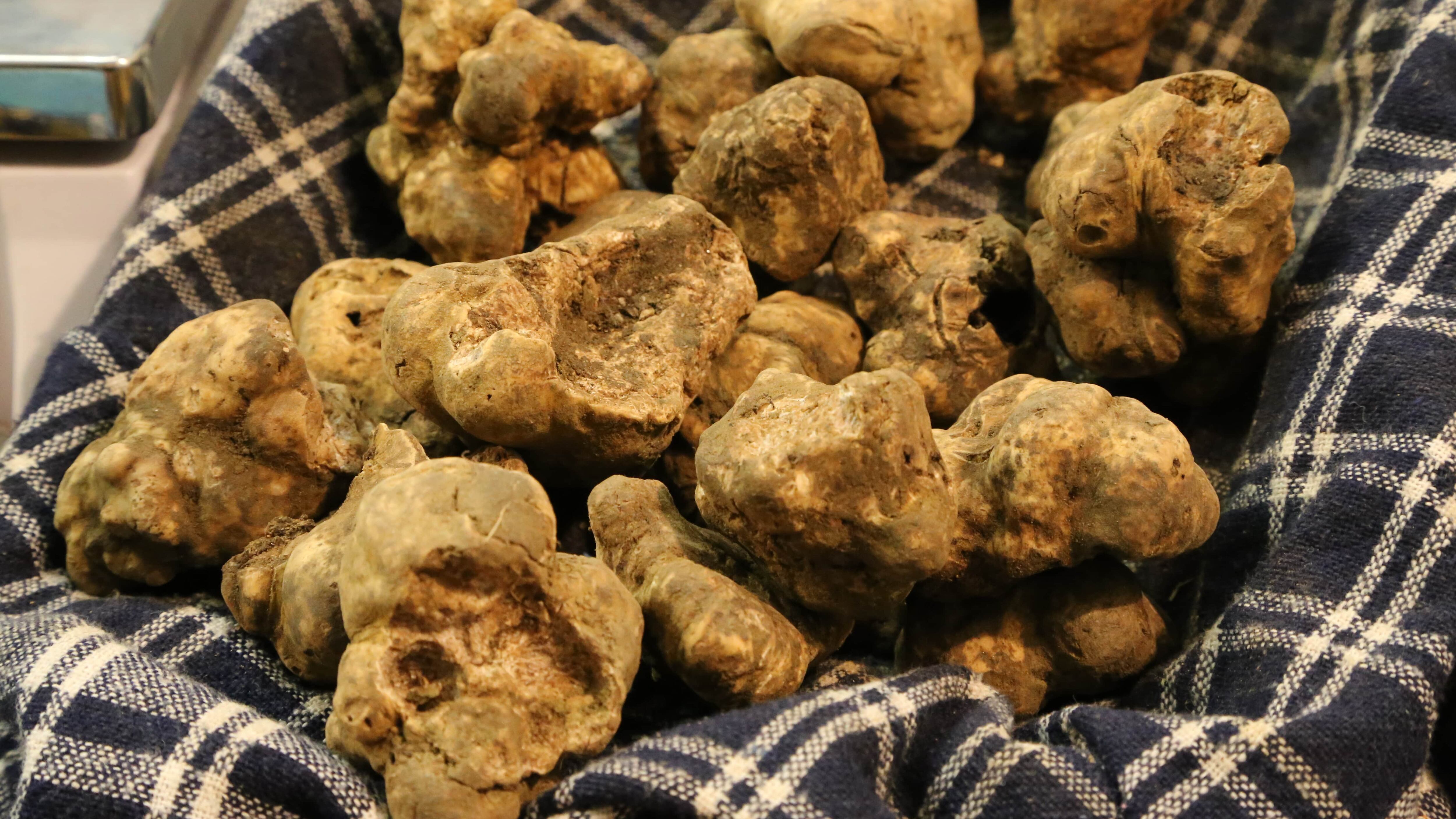 San Miniato, dall'arte etrusca al tartufo "oro della terra"