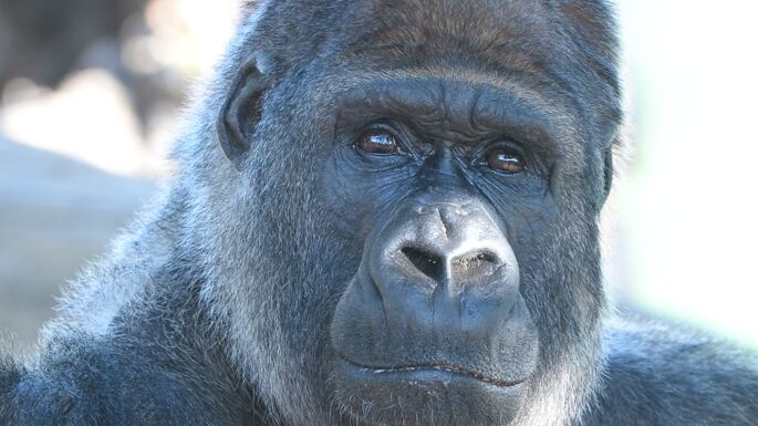 Riù libero? Così uccidete il gorilla "triste"