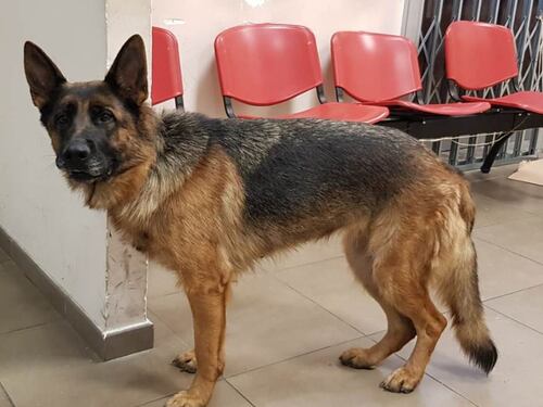 Cane in difficoltà soccorso alla stazione dalla Polfer