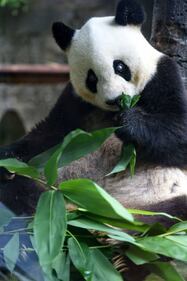 Il parco di Chimelong mette in mostra i panda 5