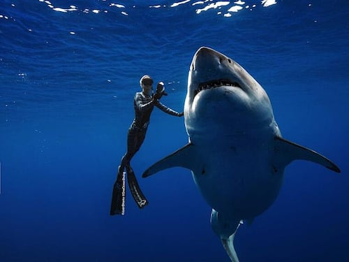 Ocean Ramsey, la sirena che incanta gli squali bianchi