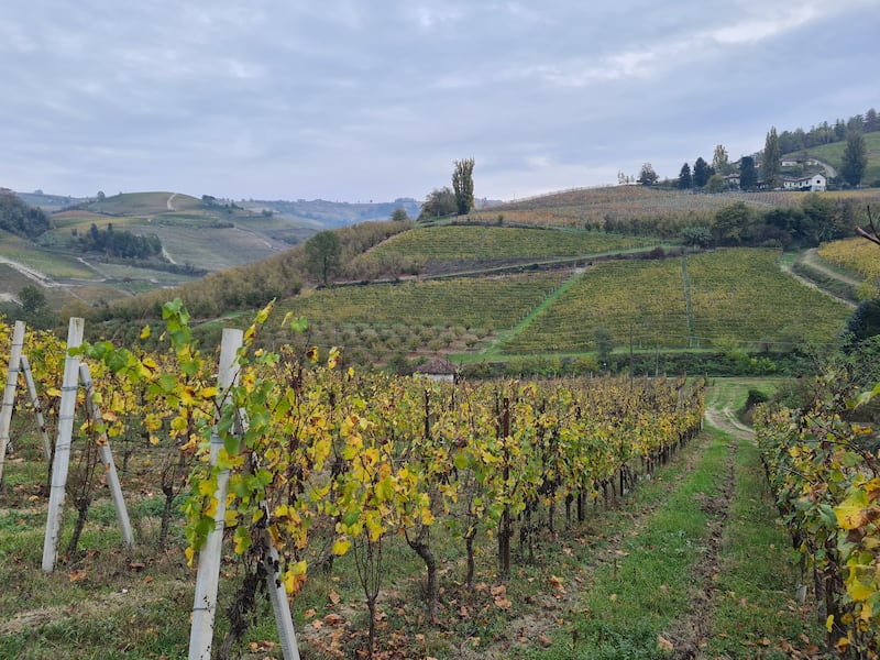 Langhe e Roero, le terre del Barolo e del Barbaresco 1