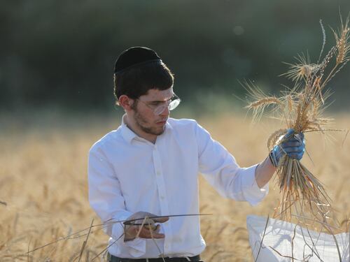 Cosa sono i kibbutz, le comunità israeliane dove Hamas ha fatto strage di civili
