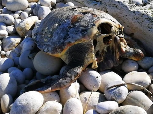 Allarme tartarughe decapitate in Puglia: un nuovo caso a Trani