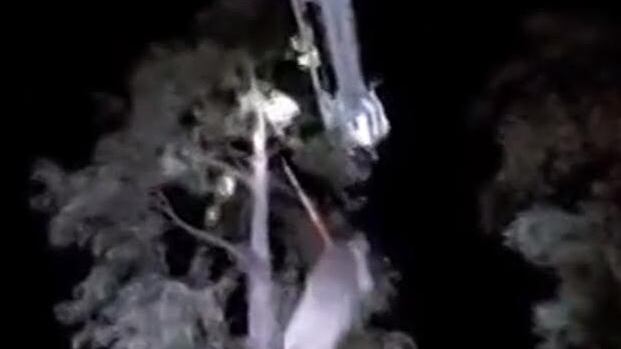 Respirazione bocca a bocca: pompiere resuscita un koala