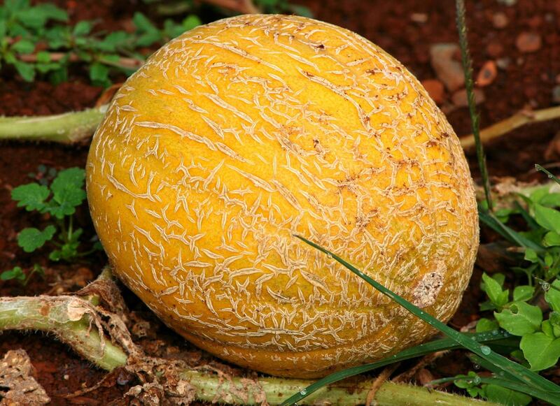 Melone