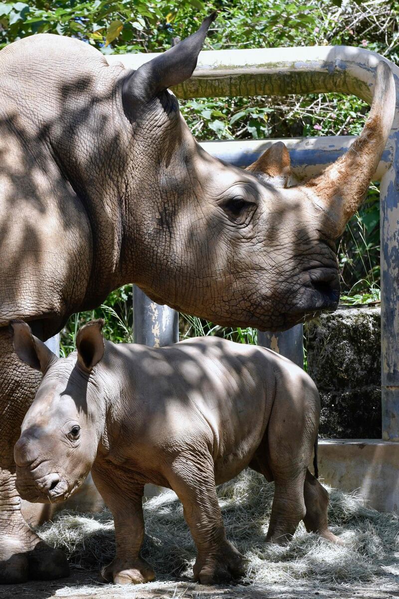 Taiwan, nato un cucciolo di rinoceronte bianco 3