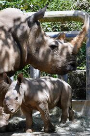 Taiwan, nato un cucciolo di rinoceronte bianco 3