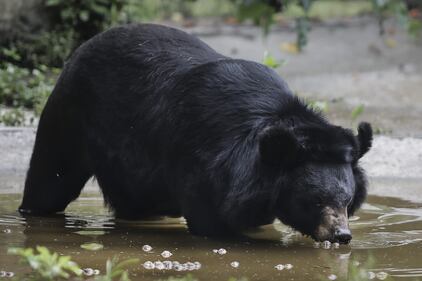Gli orsi della Luna, salvati dall'Animal Asia Foundation 9