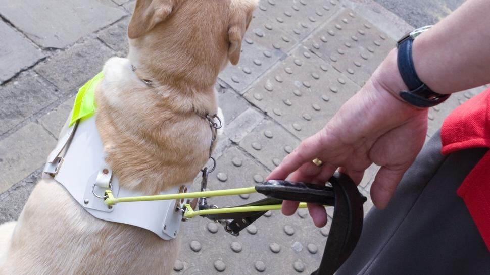 "Vedeva" grazie al suo cane: uccisi insieme da auto pirata