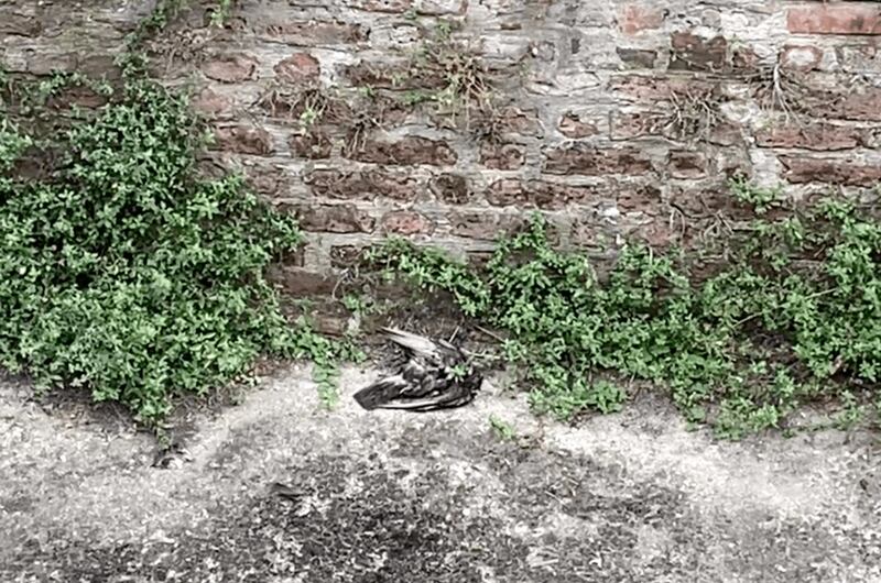 Milano, i capolavori di Leonardo nel degrado 5