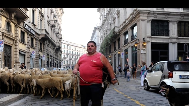 "Renatone", l'ultimo pastore con le pecore in piazza Duomo