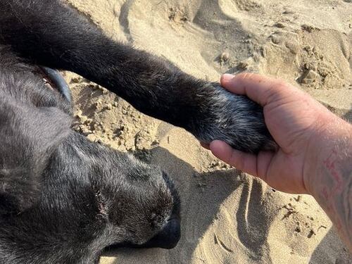 Portato a morire in riva al mare dopo una vita in canile: la triste storia di Poldo