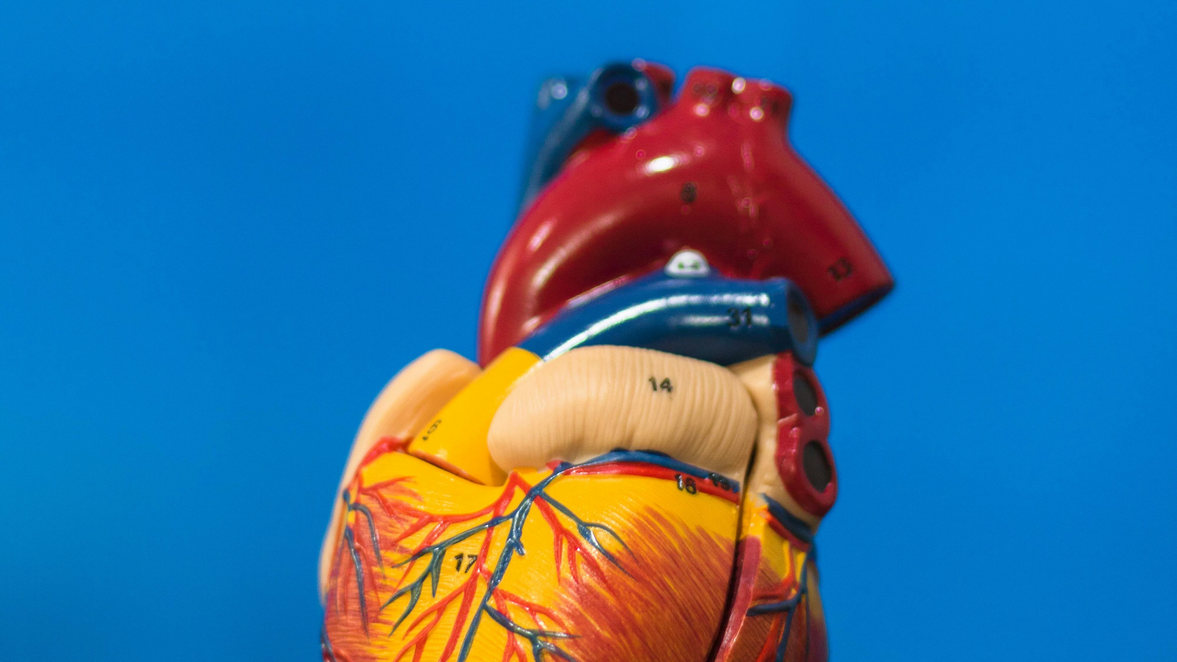 Un "cerotto" di cellule per riparare i danni al cuore e risolvere il problema dell'insufficienza cardiaca