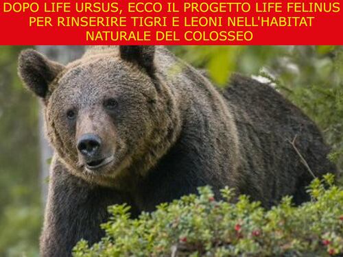 La satira del giorno. Ecco il progetto Life Felinus
