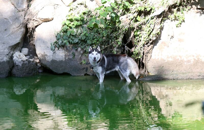 Il Lambro si colora di verde 6