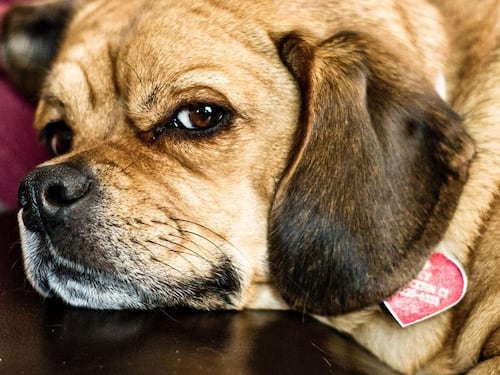 Quando è l'uomo a fare l'eroe per salvare il proprio cane