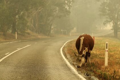 Incendi in Australia, le immagini della devastazione 9
