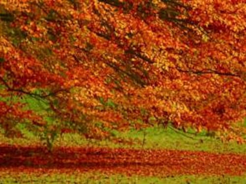 Mal d'autunno: cos'è e come affrontarlo