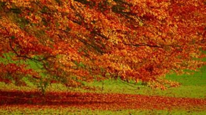 Mal d'autunno: cos'è e come affrontarlo