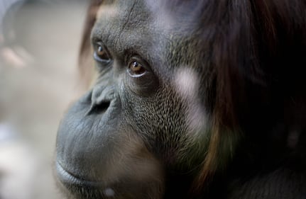 L'orango Sandra allo zoo di Buenos Aires 4