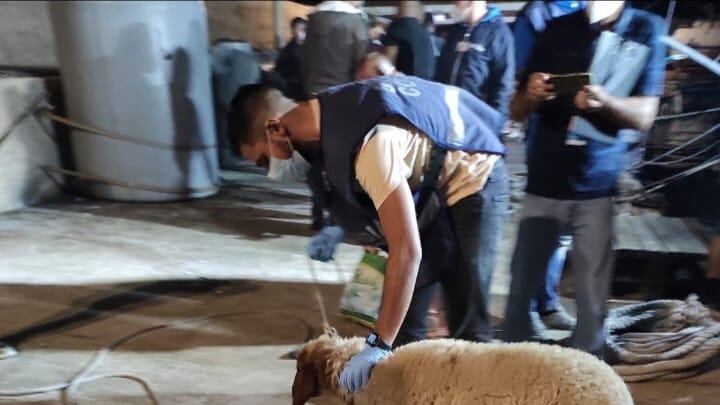 A Lampedusa sbarca pure... una pecora