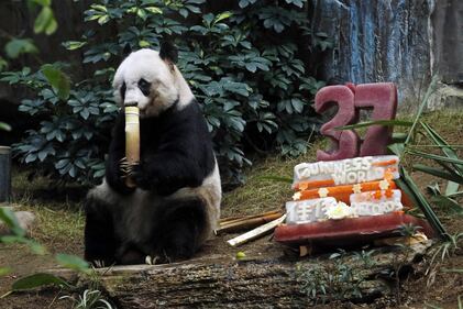 Il panda più vecchio al mondo fa gli anni oggi 7