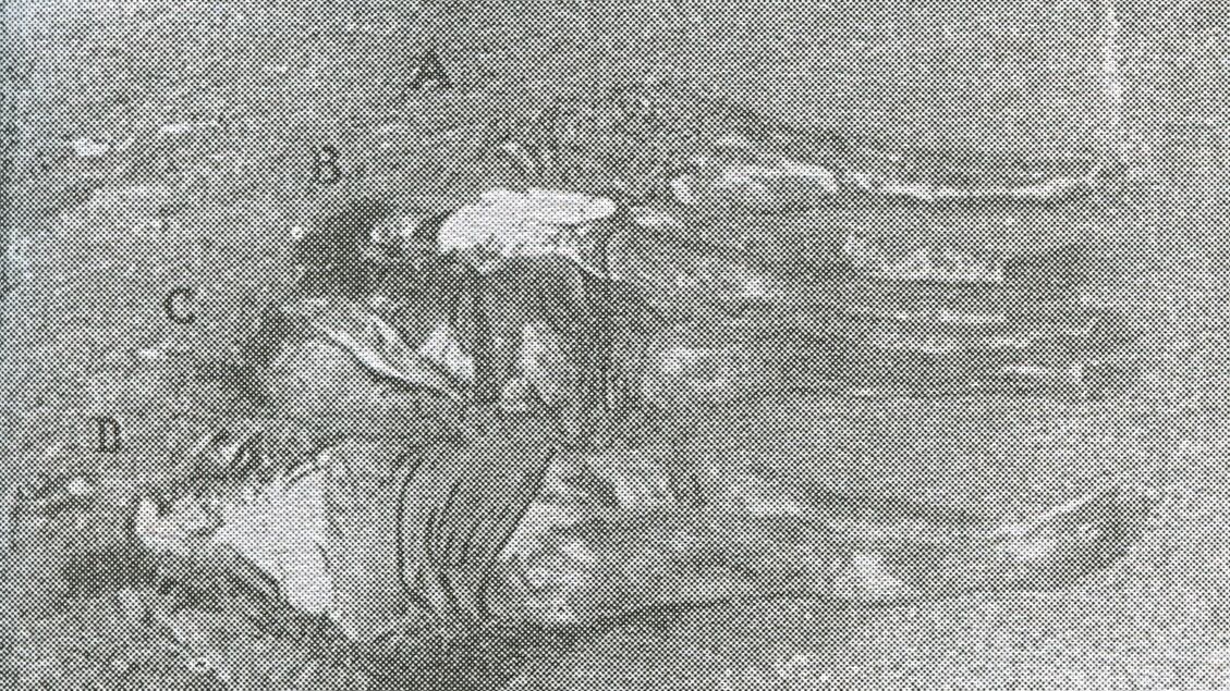 Un esule istriano senatore a vita