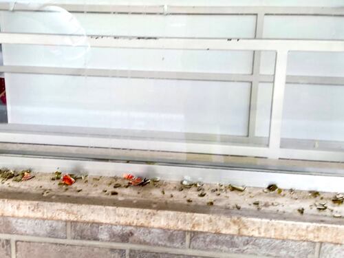 "Atto violento": l'assalto dei vandali alla sede di Fratelli d'Italia a Ferrara